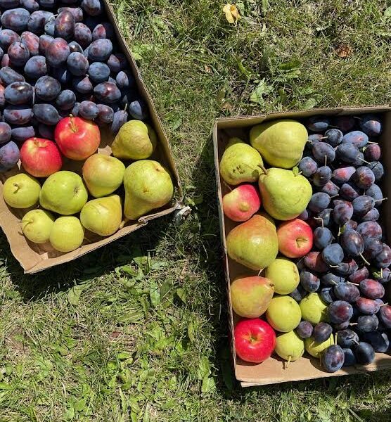 From tree to table: The impact of Hidden Harvest on local communities